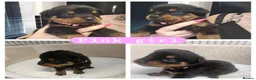 Rottweiler dogs for sale: Rottweiler puppies (3 left) in Manchester - Advert 5