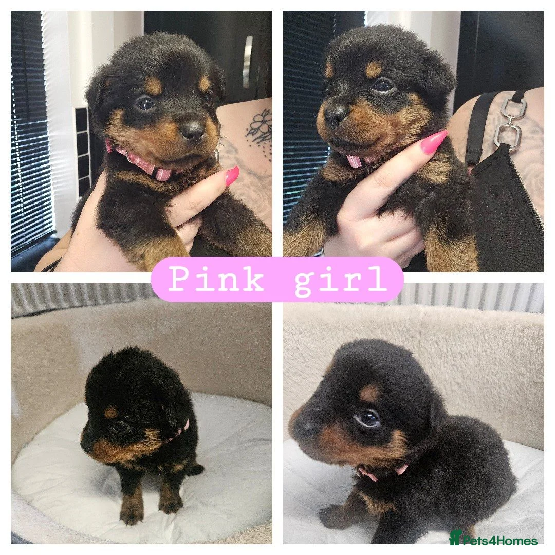 Rottweiler dogs for sale: Rottweiler puppies (3 left) in Manchester - Advert 5
