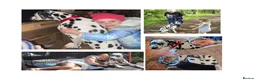 Dalmatian dogs for sale:  Harley, the enchanting half-Aussie is due soon. in Stafford - Advert 3