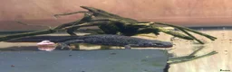 Newt reptiles for sale: Italian Crested Newts  - Advert 6