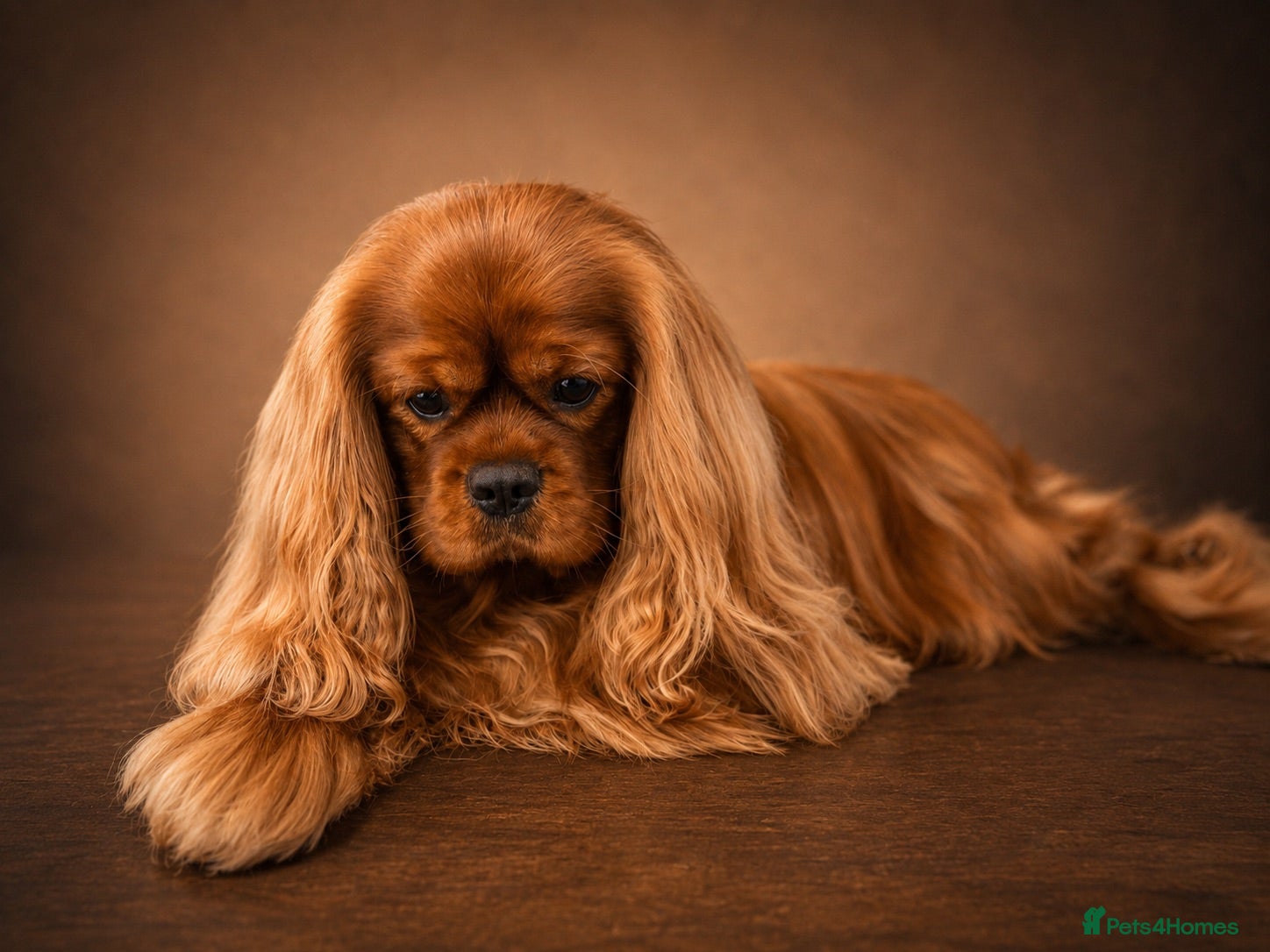 Cavalier King Charles Spaniel dogs KC Reg Health Tested Proven Cavalier King Charles - Advert 15