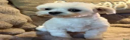 Maltese dogs for sale: Maltese Boy - Advert 6