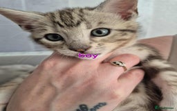 Mixed Breed cats for sale: Mixed bengal kittens  - Image 22