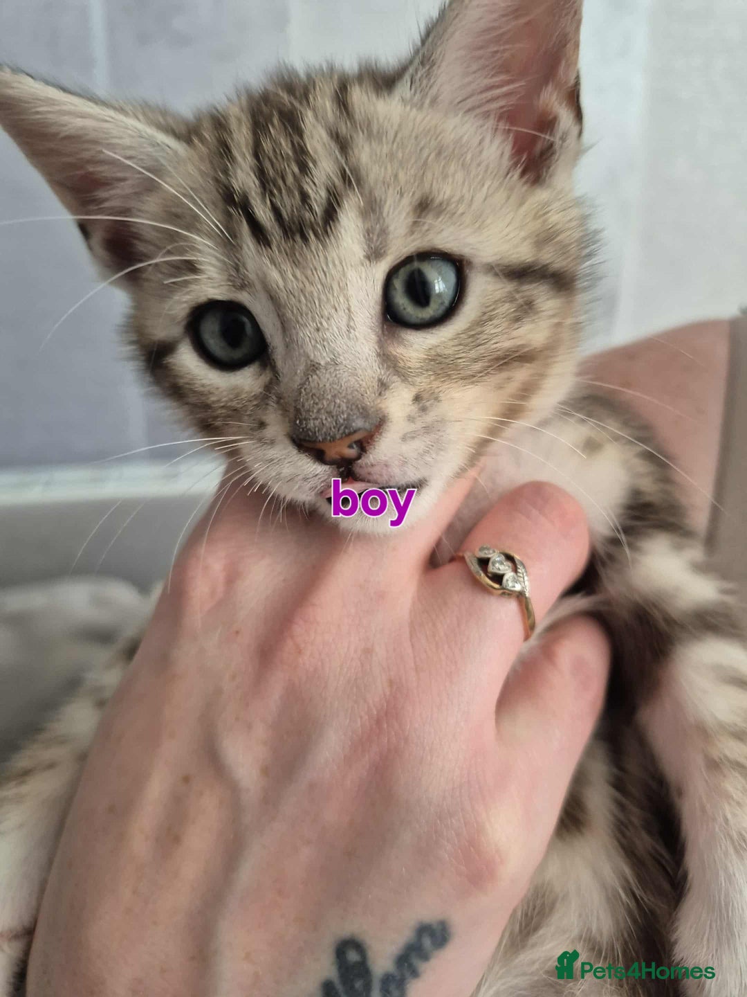 Mixed Breed cats for sale: Mixed bengal kittens  - Image 22