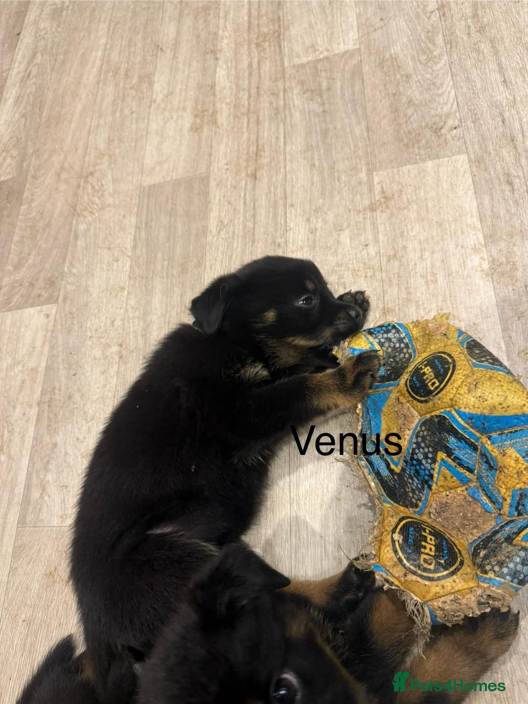 Mixed Breed dogs for sale: German shepherd x Rottweiler dogs for sale  - Advert 3