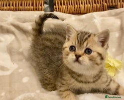 British Shorthair cats - Advert 3