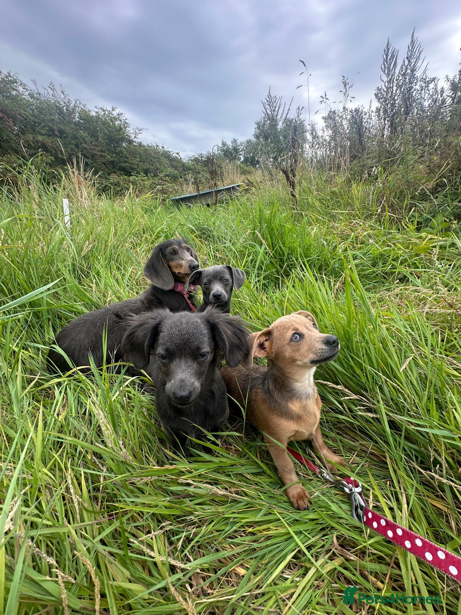 Dachshund dogs Gorgeous Dachshunds puppies  - Advert 1