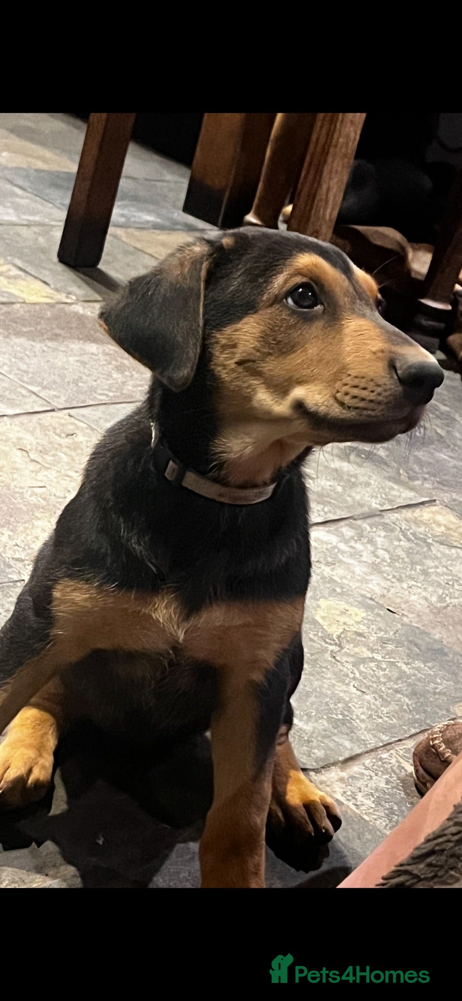 Dobermann dogs Beautiful litter of European Dobermann X - Advert 16