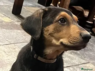 Dobermann dogs Beautiful litter of European Dobermann X - Advert 16