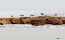 Cavapoo dogs for sale: Beautiful Red F1b Cavapoo Puppies - Advert 17