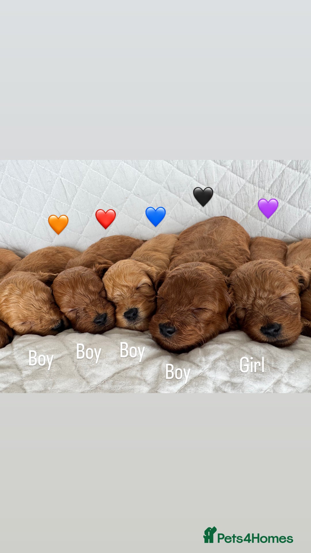 Cavapoo dogs for sale: Beautiful Red F1b Cavapoo Puppies - Advert 17