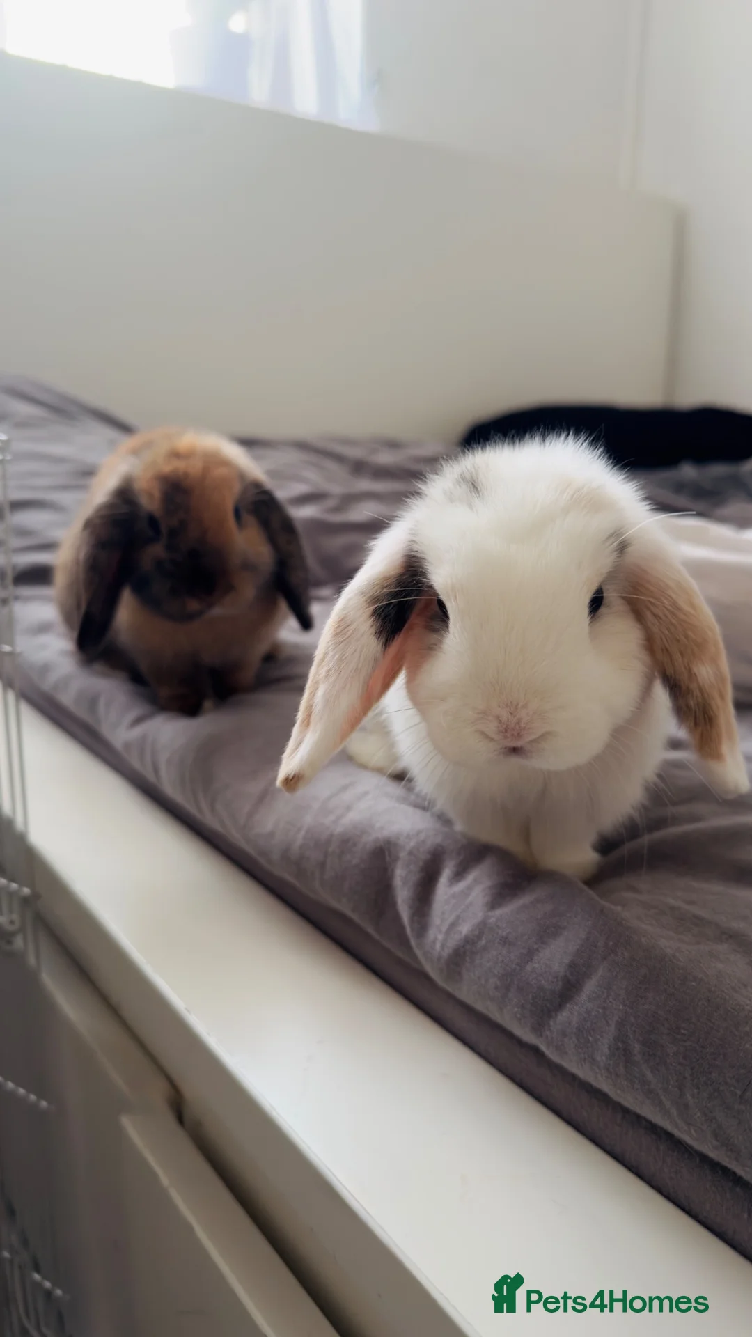 Mini Lop rabbits for sale: 2 mini lop male  in Wisbech - Advert 2