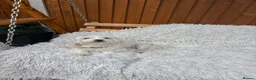 Bichon Frise dogs for sale: Bishon havanez - Advert 4