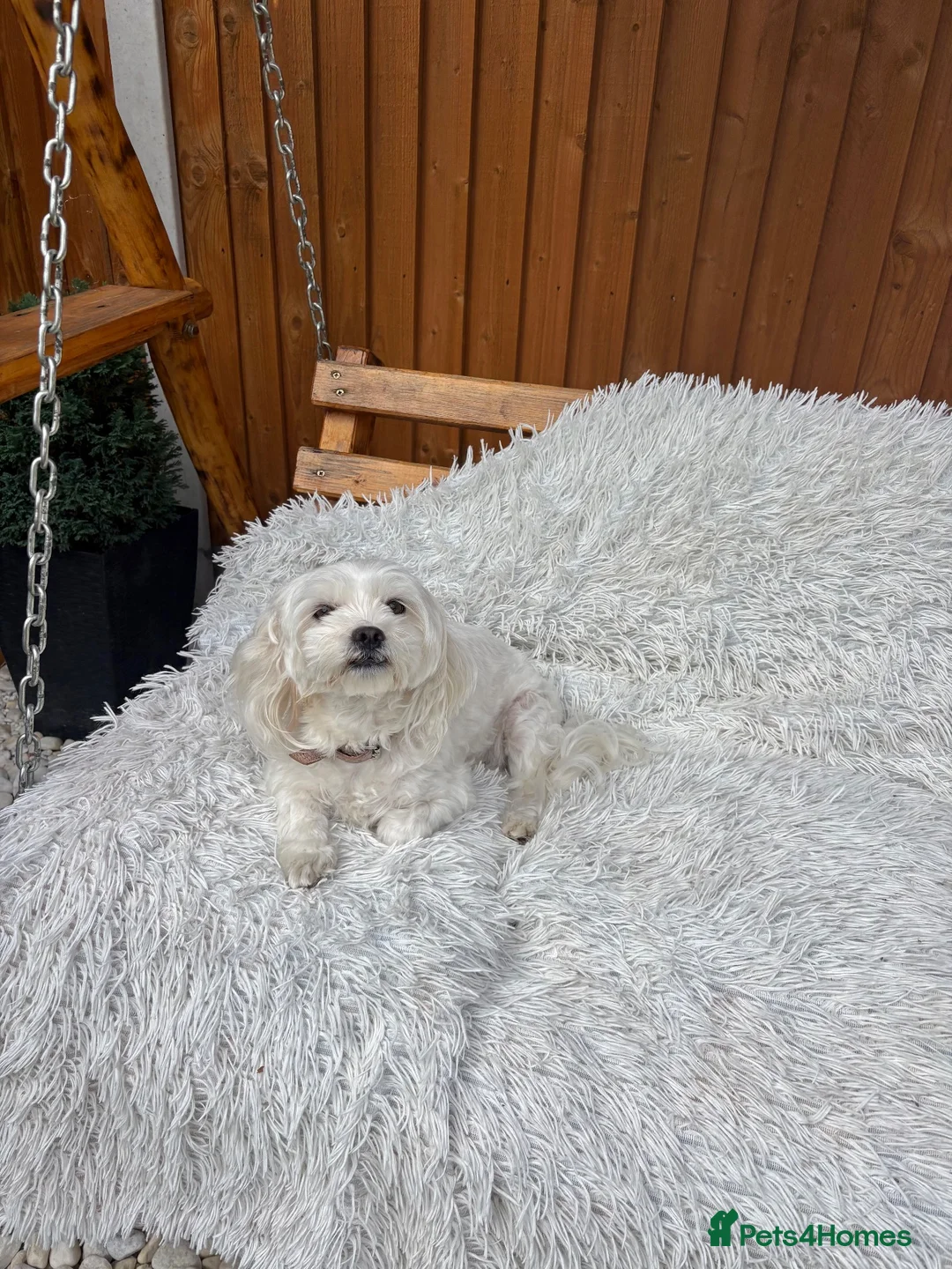 Bichon Frise dogs for sale: Bishon havanez - Advert 4
