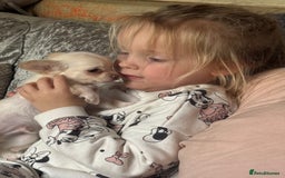 Chihuahua dogs for sale: Double chocolate platinum baby’s READY TO LEAVE  - Image 4