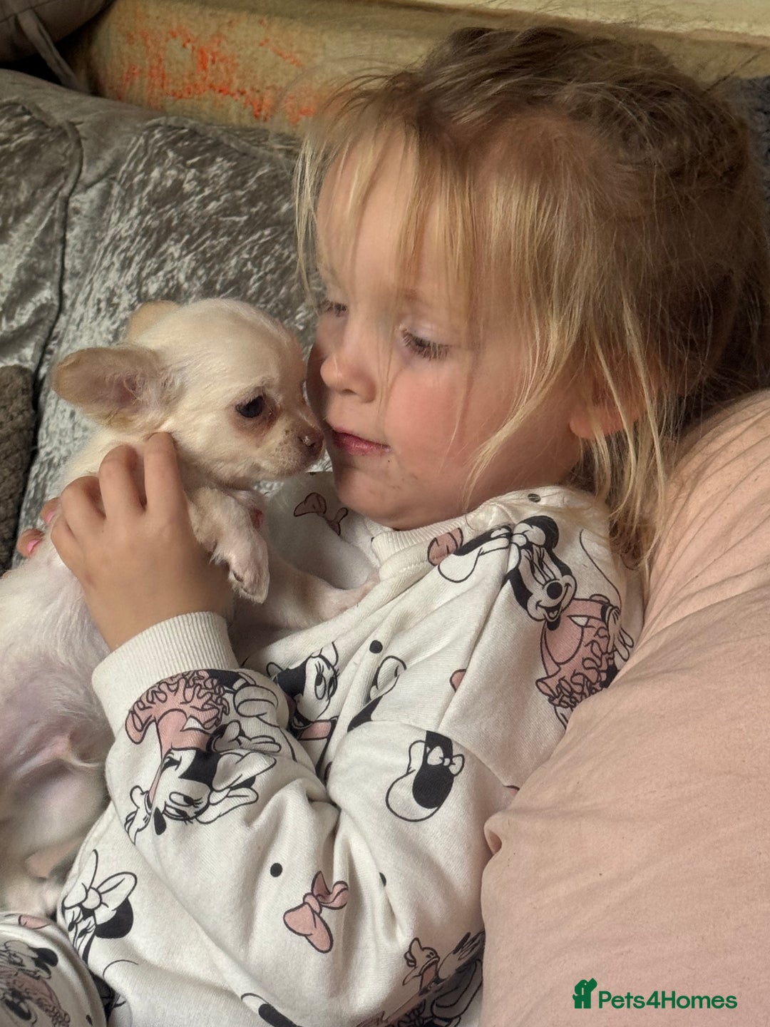 Chihuahua dogs for sale: Double chocolate platinum baby’s READY TO LEAVE  - Image 4