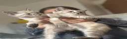 Mixed Breed cats for sale: 3 beautiful kittens for sale  - Advert 7