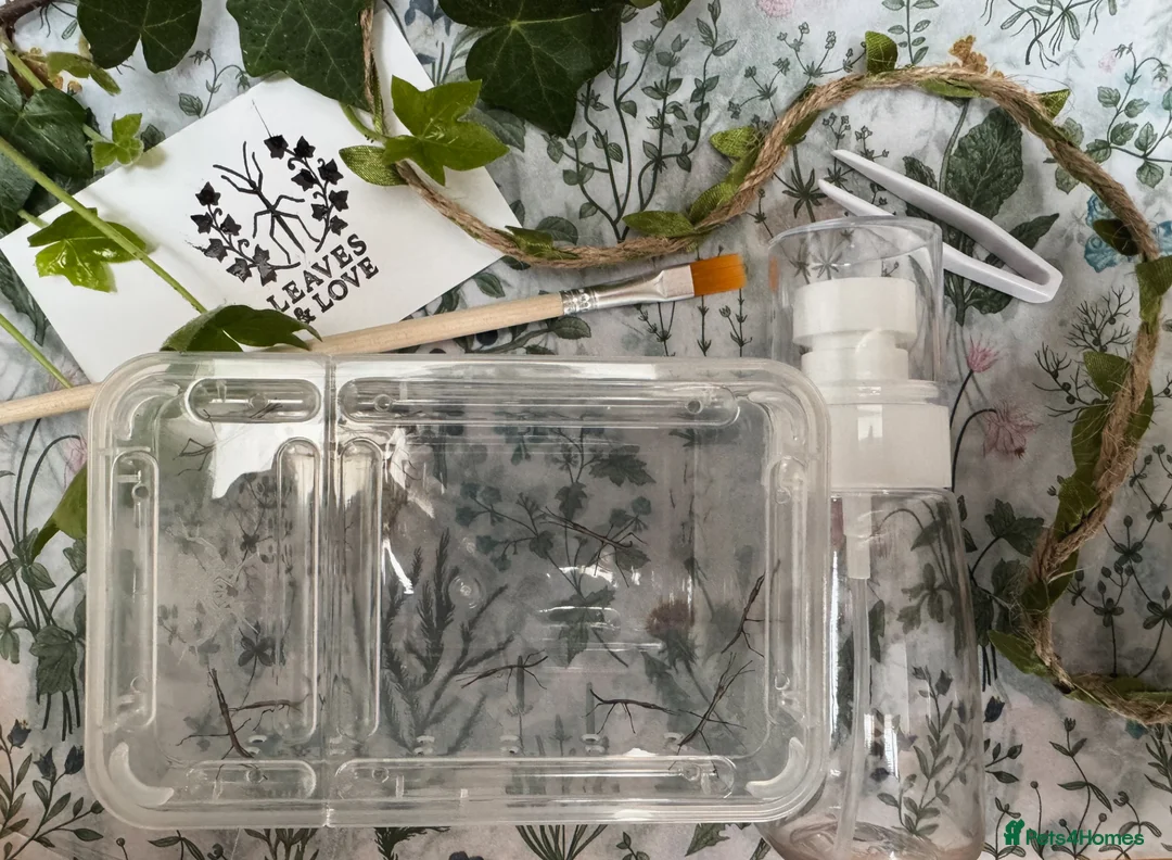 Stick Insects invertebrates for sale: Indian Stick Insect (Carausius Morosus) Nymphs - Advert 1