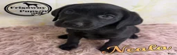 Labrador Retriever dogs for sale: 🖤 RKC Registered Black Labrador GIRLS 🖤 - Advert 11