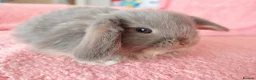 Mini Lop rabbits for sale: Baby mini lops for sale  - Advert 2