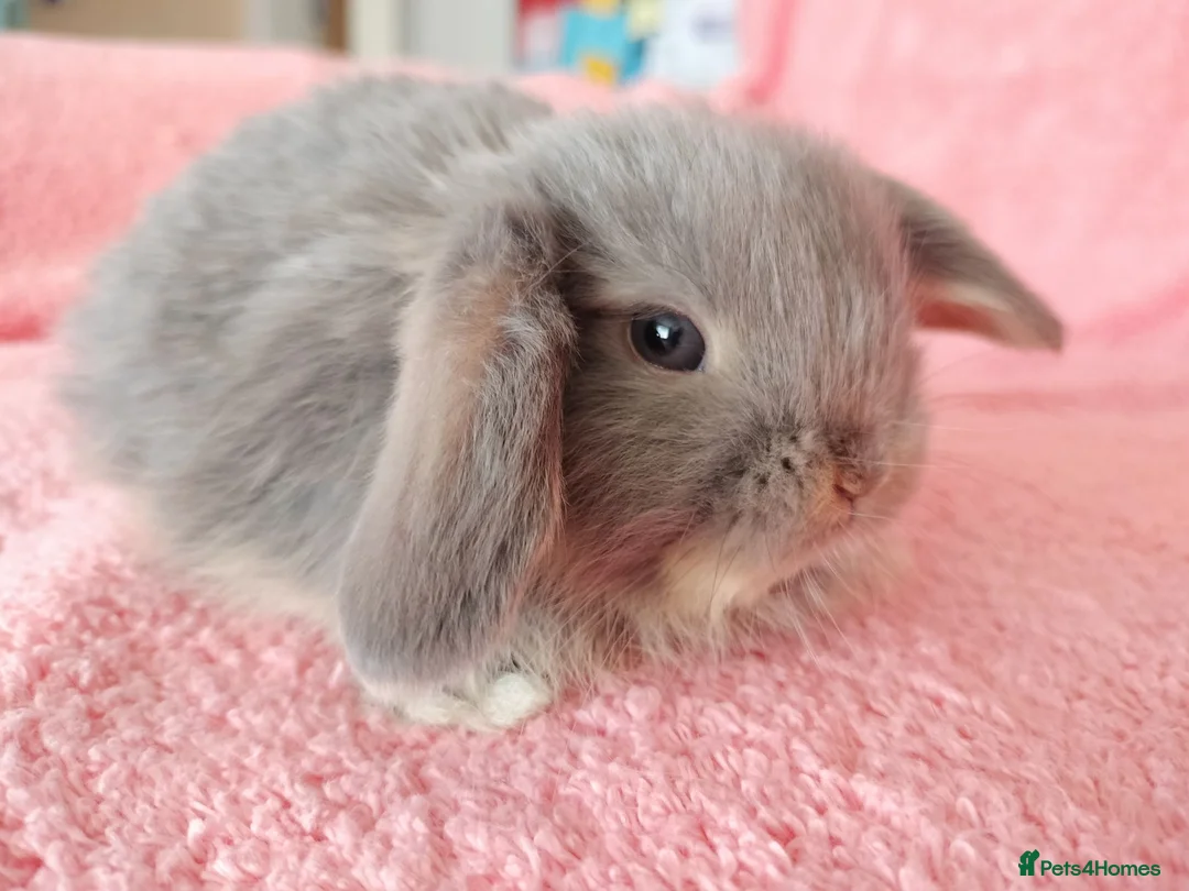 Mini Lop rabbits for sale: Baby mini lops for sale  - Advert 2