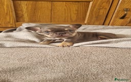 French Bulldog dogs for sale: LAST GIRL Chocolate French Bulldog puppies - Image 1