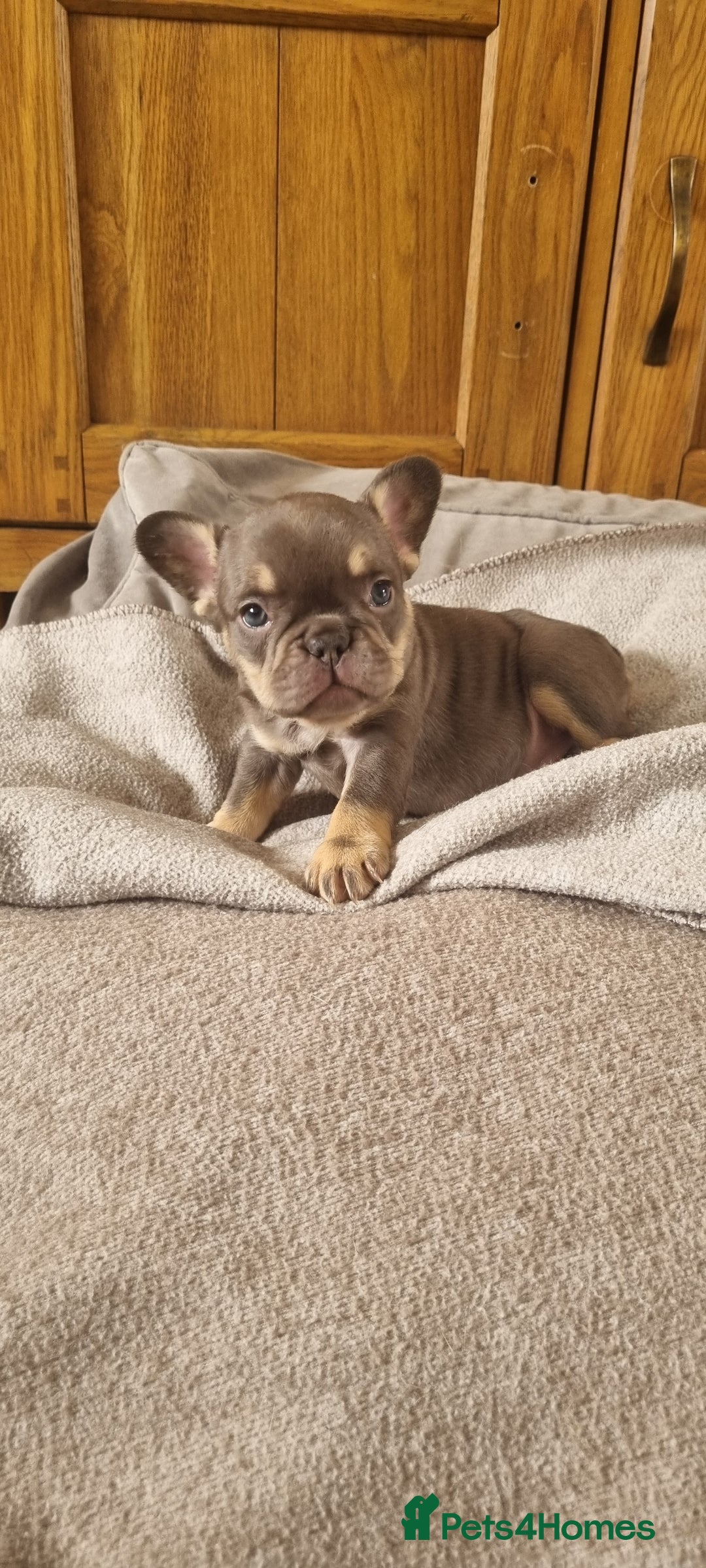 French Bulldog dogs for sale: LAST GIRL Chocolate French Bulldog puppies - Image 1
