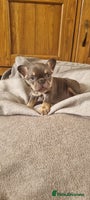 French Bulldog dogs - Advert 6