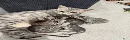 Egyptian Mau cats for sale: Egyptian Mau cutest kittens. Ready NOW - Advert 12
