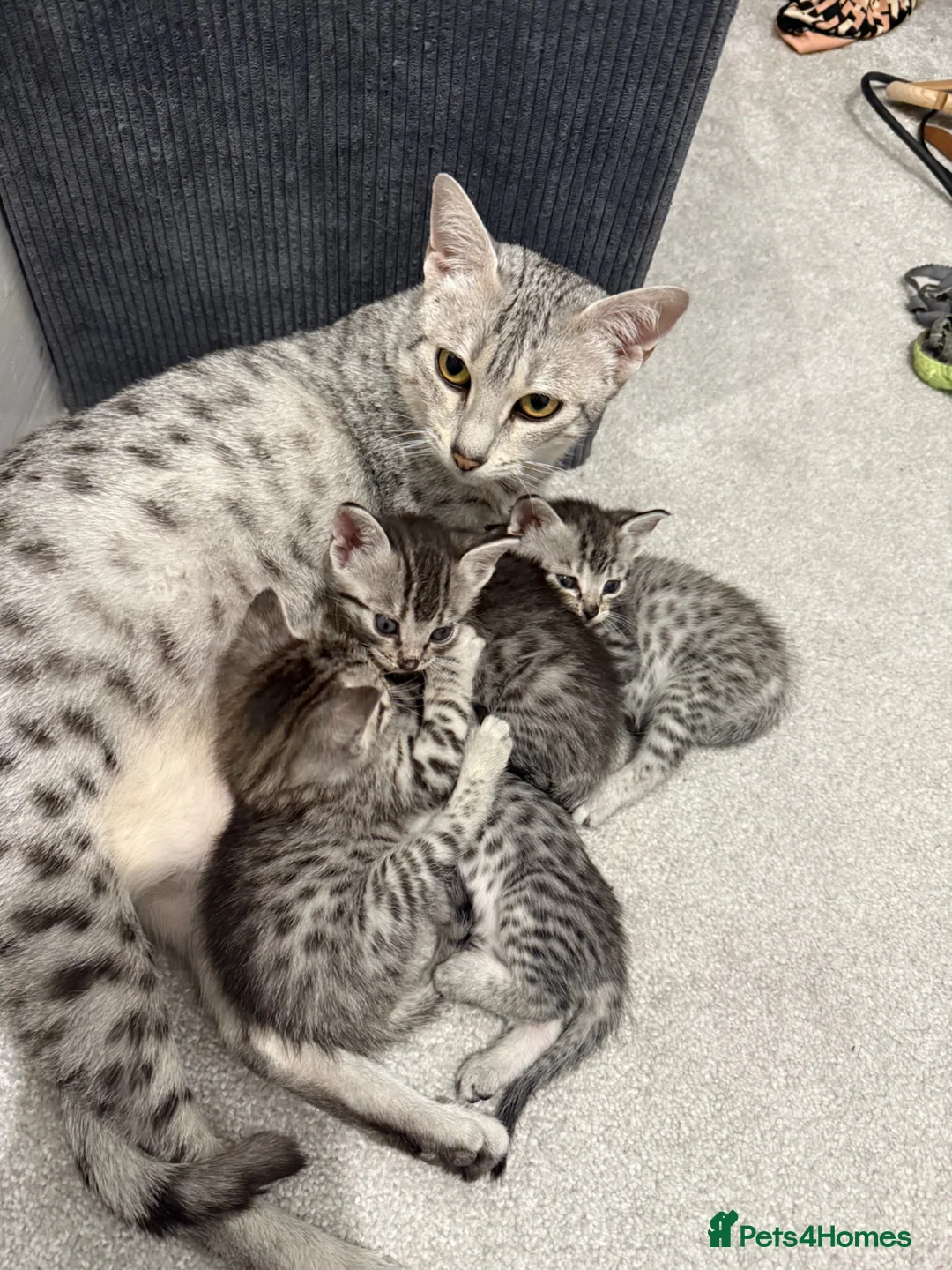 Egyptian Mau cats for sale: Egyptian Mau cutest kittens. Ready NOW - Advert 12