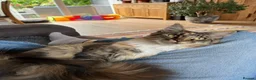 Maine Coon cats for sale: Maine Coon female for sale in Basildon - Advert 3