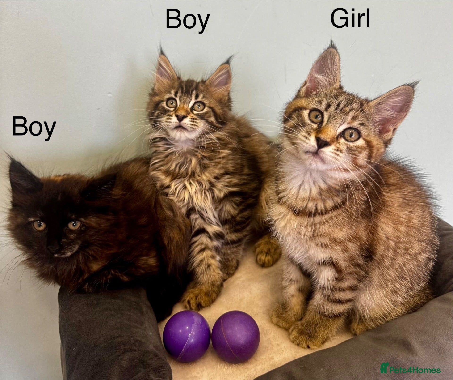 Maine Coon cats Half Maine Coon kittens  - Advert 4
