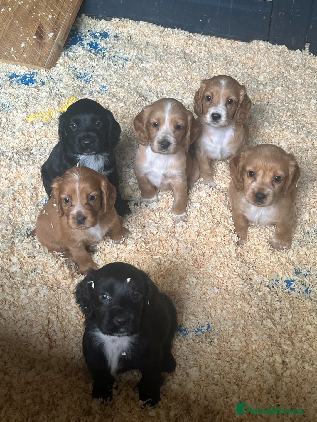 Cocker Spaniel dogs for sale: Stunning KC WCS pups - Advert 2