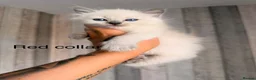Ragdoll cats for sale: Purebred blue point ragdolls in Southend-on-Sea - Advert 5
