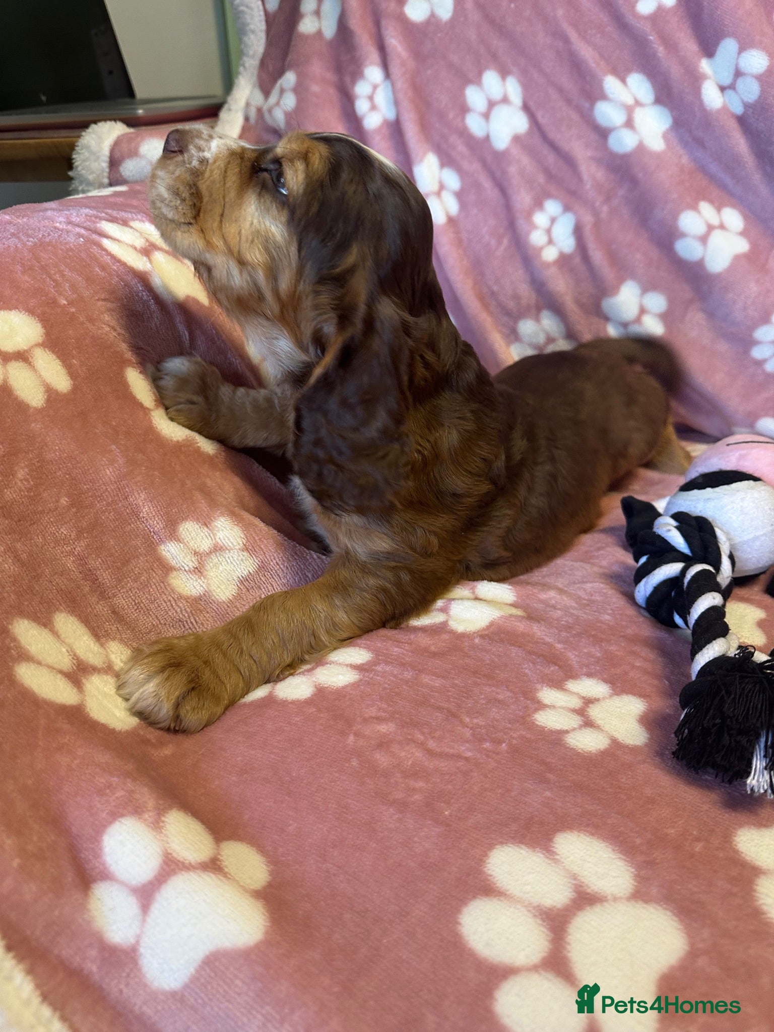 Cocker Spaniel dogs Cocker Spaniel Puppies Ready for Loving Homes - Advert 2