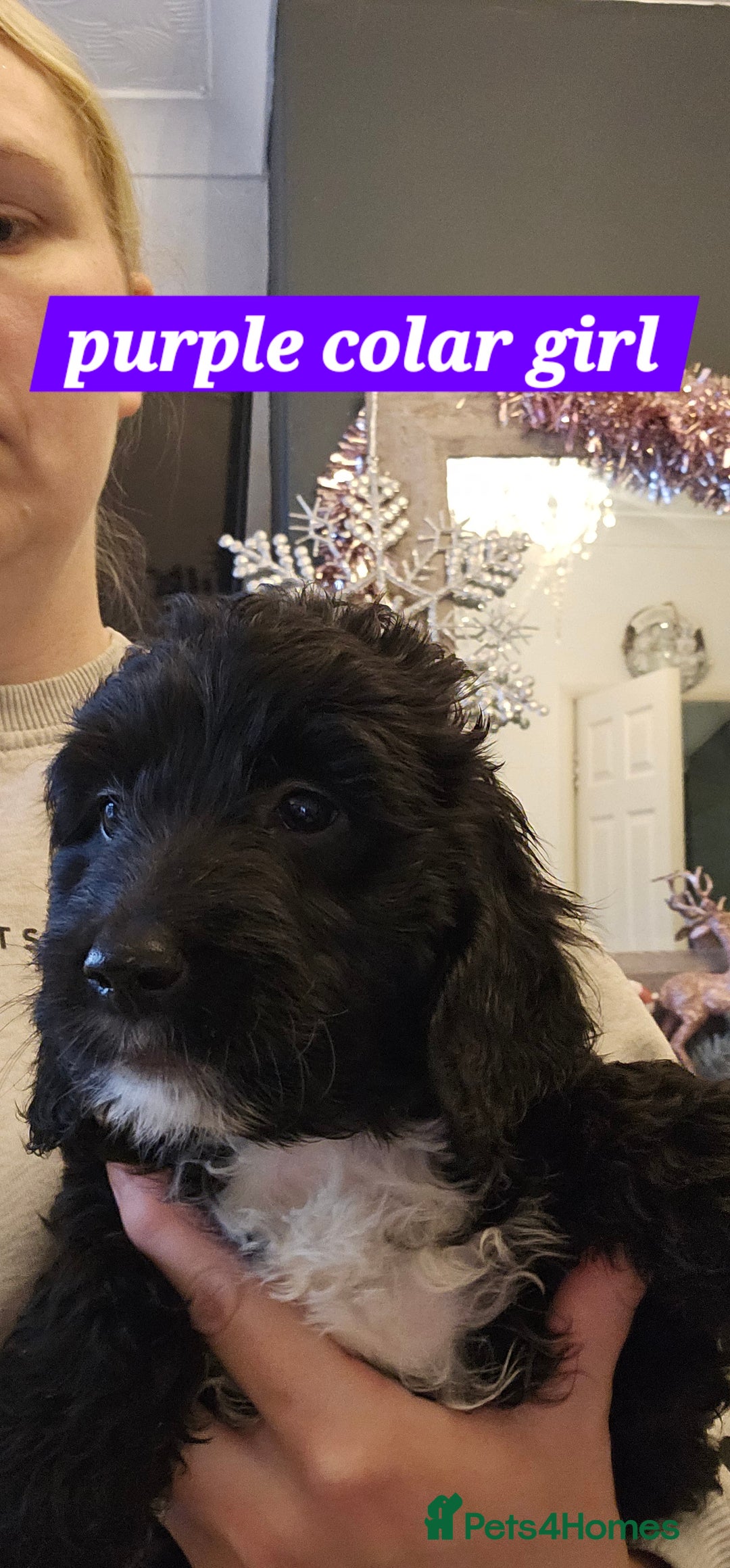 Cockapoo dogs for sale: 5 stunning f2 cockapoos ready togo x - Advert 11