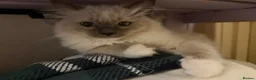 Ragdoll cats for sale: Gorgeous Ragdoll Kittens  - Advert 13
