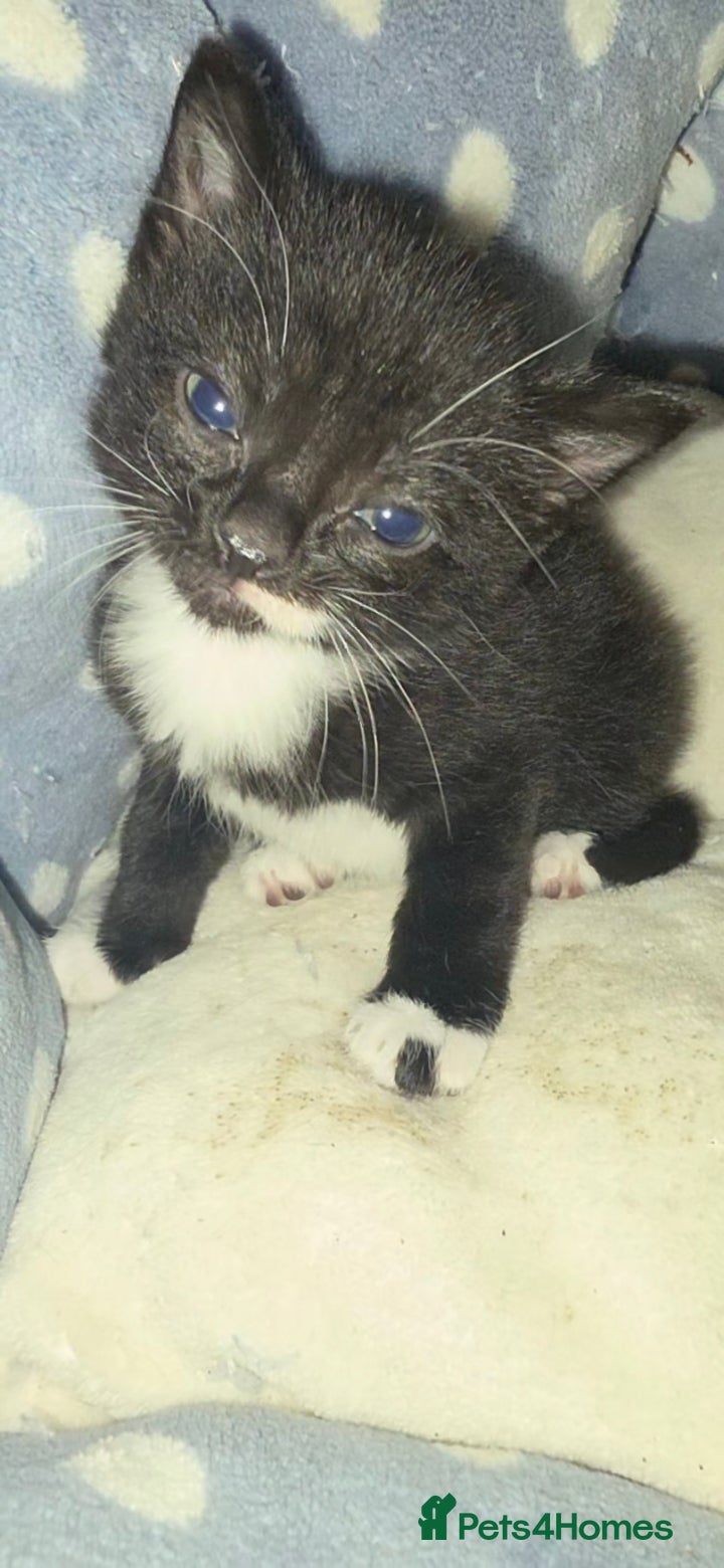 Mixed Breed cats 2 kittens Black Ghost Marble Marked Tuxedo white - Advert 17