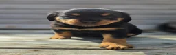 Rottweiler dogs for sale: Long haired Rottweilers  - Advert 13