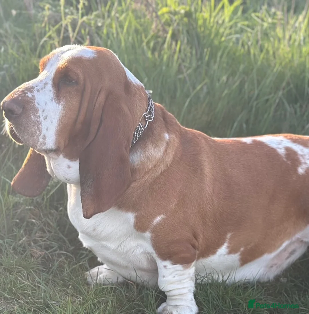 Basset Hound dogs for sale: Basset Hound Boy looking for a loving home❤️ in Swindon - Advert 2