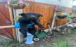 German Shepherd dogs for sale: Black German Shepherded Puppies for Sale - Image 8