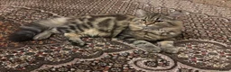 Persian cats for sale: Maine Coon/ Persian mixed kitten  in Bridgend - Advert 2