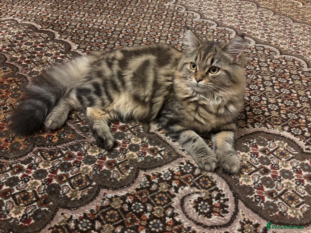 Persian cats for sale: Maine Coon/ Persian mixed kitten  in Bridgend - Advert 2