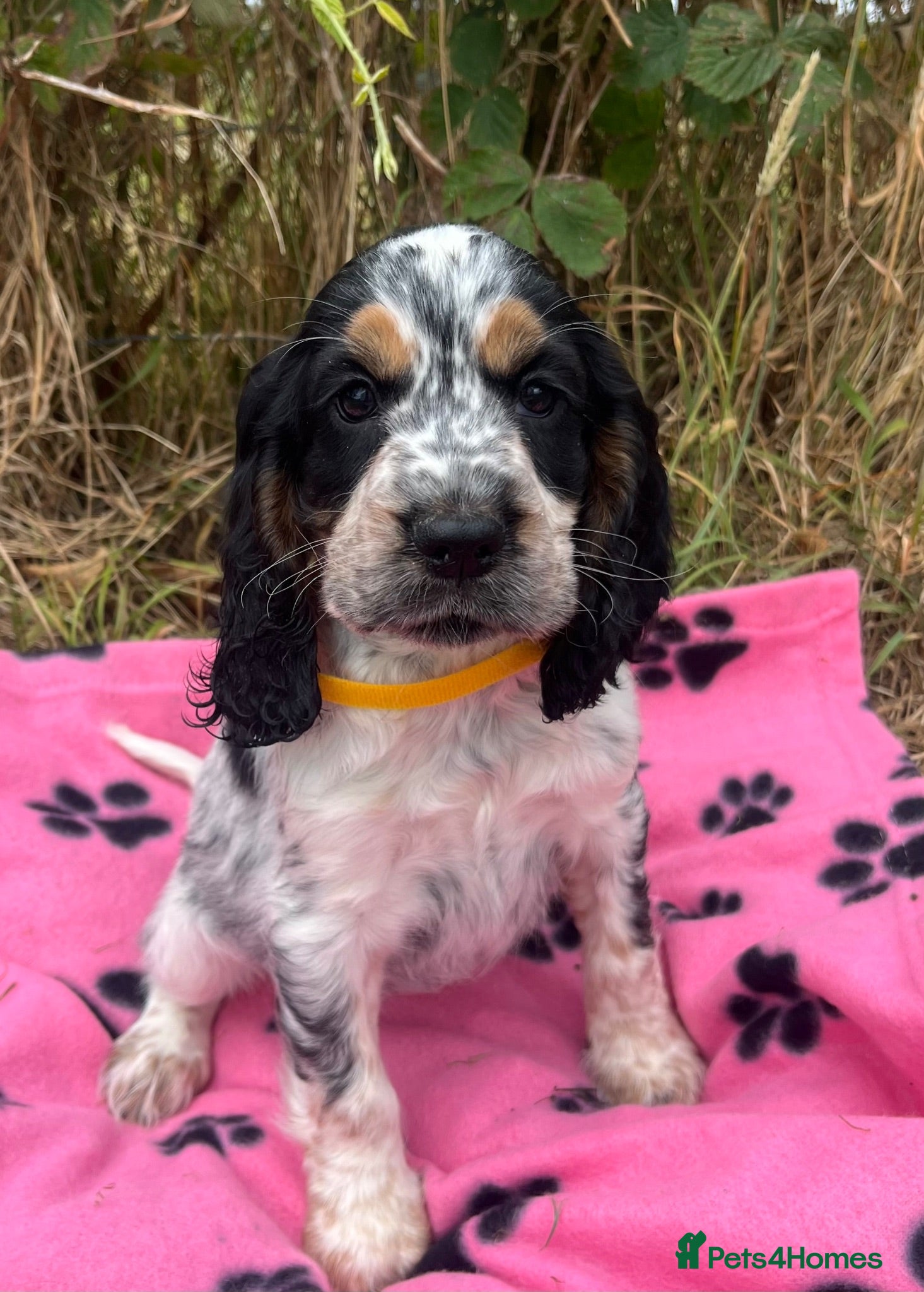 Cocker Spaniel dogs Show type cocker spaniel puppies  - Advert 10
