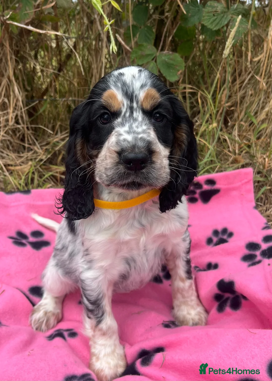 Cocker Spaniel dogs for sale: Show type cocker spaniel puppies  - Advert 1