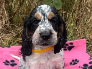 Cocker Spaniel dogs Show type cocker spaniel puppies - Advert 1