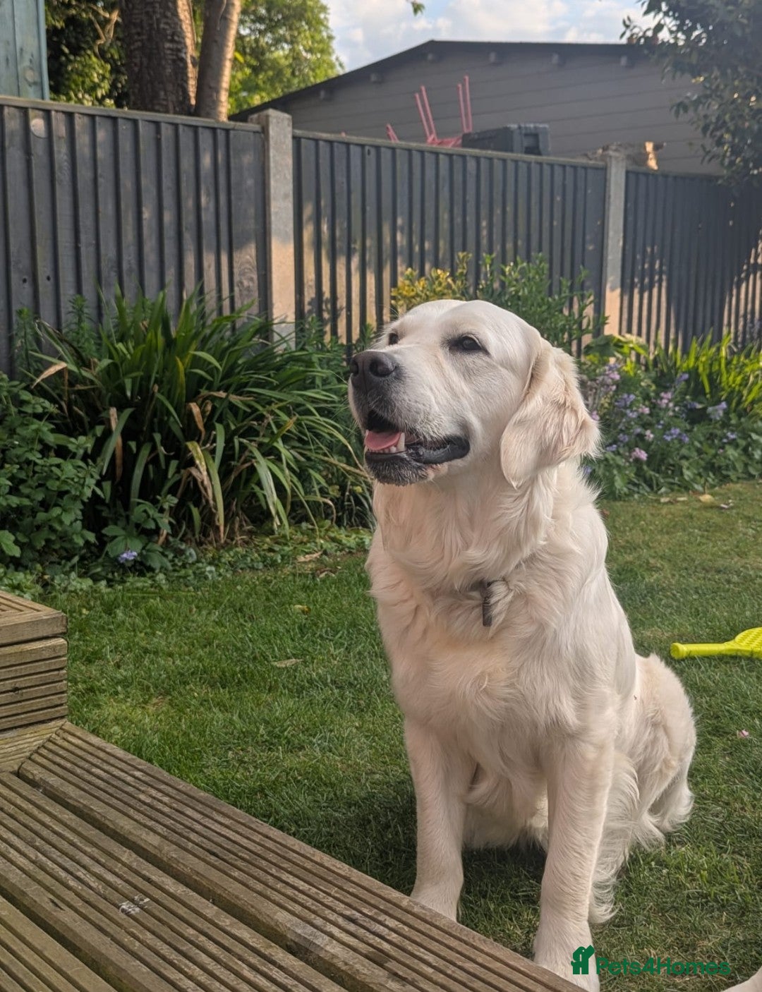 Golden Retriever dogs 🐾 Golden Retriever Puppies Available Soon! 🐾 - Advert 2