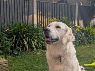 Golden Retriever dogs 🐾 Golden Retriever Puppies Available Soon! 🐾 - Advert 13