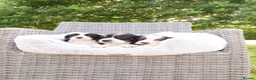 Cockalier dogs for sale: Cockalier puppies - 5 in litter  in Tonbridge - Advert 19