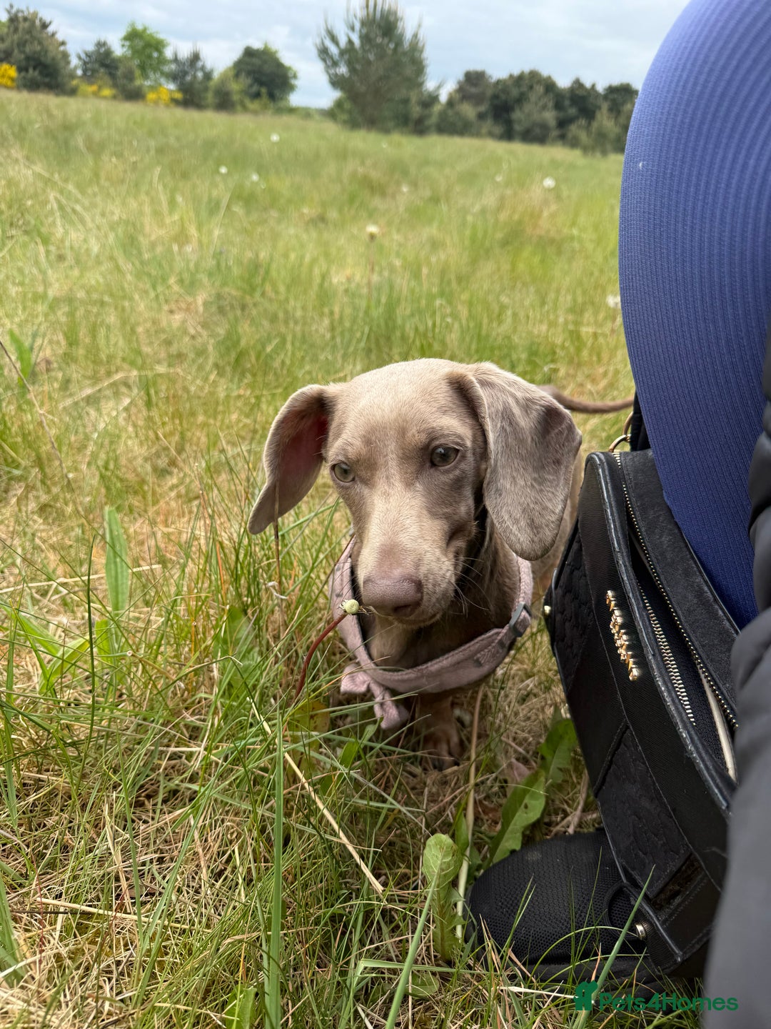 Dachshund dogs for sale: Dachshund  - Image 4